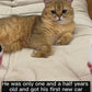 Dogs4Cats - PurrTurbo